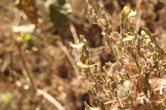 Henrya insularis