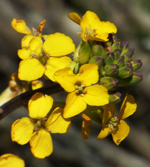 Erysimum suffrutescens