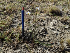 Almutaster pauciflorus