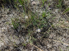 Almutaster pauciflorus