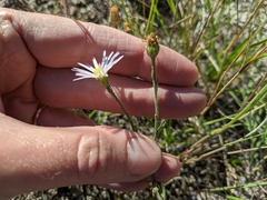 Almutaster pauciflorus