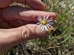 Almutaster pauciflorus