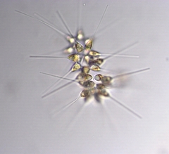 Asterionellopsis glacialis