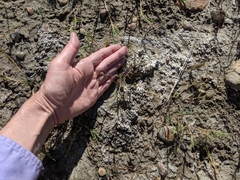 Almutaster pauciflorus