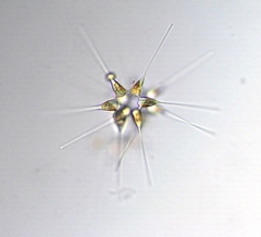 Asterionellopsis glacialis