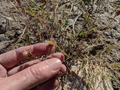 Almutaster pauciflorus