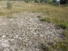 Almutaster pauciflorus