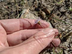 Almutaster pauciflorus