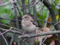Fringilla coelebs