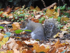 Sciurus carolinensis