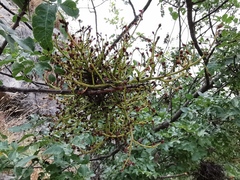 Aceria pistaciae