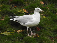 Larus argentatus
