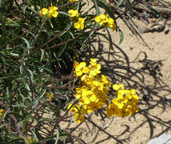 Erysimum suffrutescens