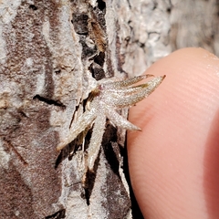 Tillandsia usneoides