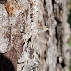 Tillandsia usneoides