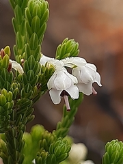 Erica pseudocalycina