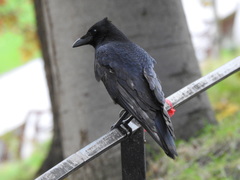 Corvus corone