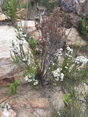 Erica pseudocalycina