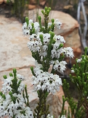Erica pseudocalycina