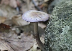 Fungi