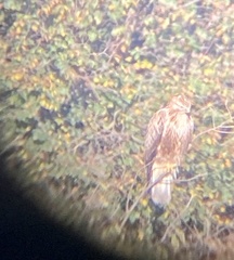 Buteo rufinus