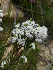 Erica pseudocalycina