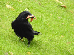 Corvus corone