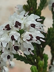 Erica pseudocalycina