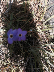 Polemoniaceae
