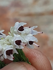 Erica pseudocalycina