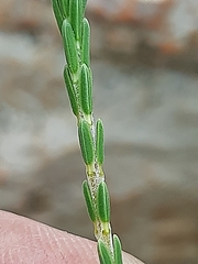 Erica pseudocalycina
