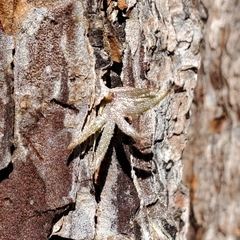 Tillandsia usneoides