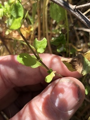 Stellaria apetala