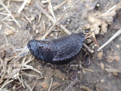 Milacidae