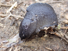Milacidae