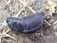 Milacidae