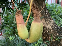 Nepenthes alata × ventricosa