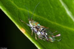 Gyropsylla cannela