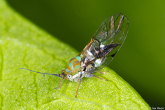 Gyropsylla cannela