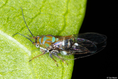 Gyropsylla cannela