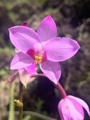 Spathoglottis plicata image