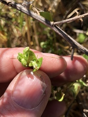 Stellaria apetala