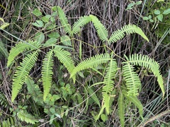 Dicranopteris flexuosa