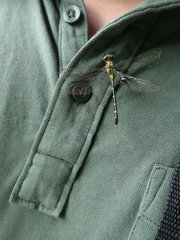 Stylogomphus sigmastylus