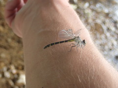 Stylogomphus sigmastylus