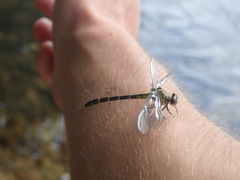 Stylogomphus sigmastylus