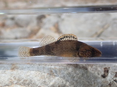 Sunburst Darter photo 4