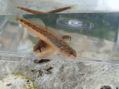 Etheostoma cragini