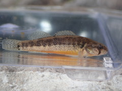 Etheostoma cragini