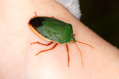 Edessa rufomarginata